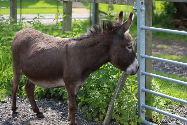 Distressed Mother donkey cries after her baby is stolen from farm — reward offered to reunite them - picture 3
