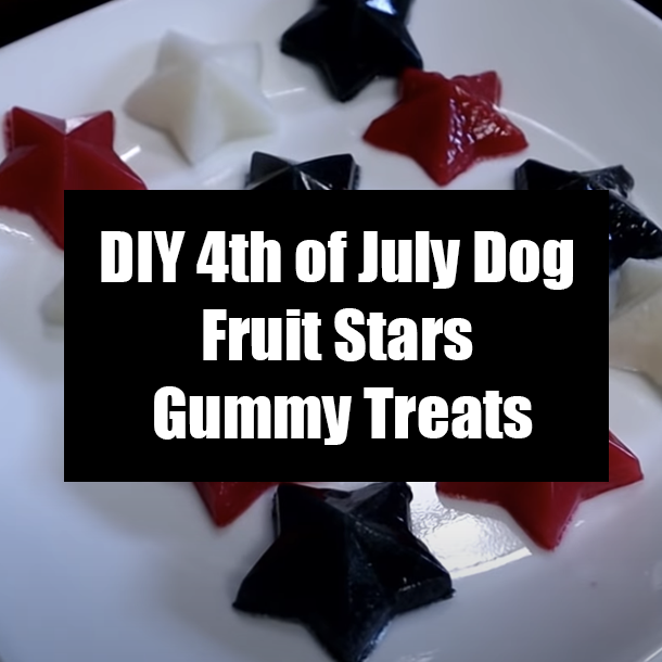 DIY 4th of July Dog Fruit Stars Gummy Treats