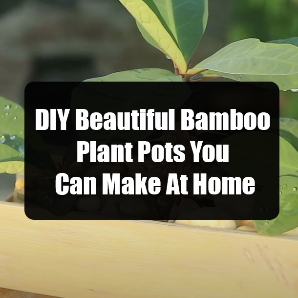 DIY Beautiful Bamboo Plant Pots You Can Make At Home