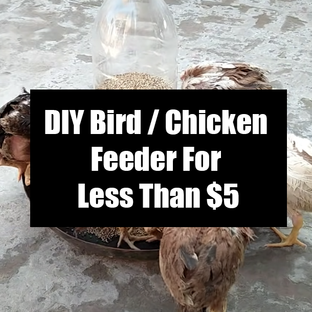 DIY Bird / Chicken Feeder For Less Than $5