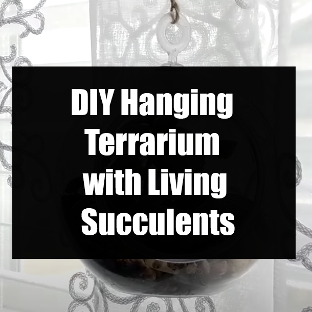 DIY Hanging Terrarium with Living Succulents