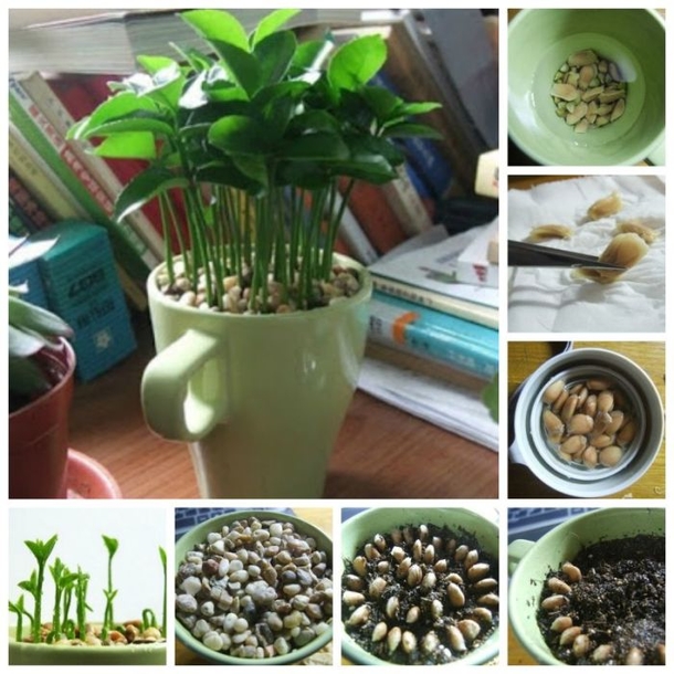DIY: How To Grow A Lemon Tree In A Cup