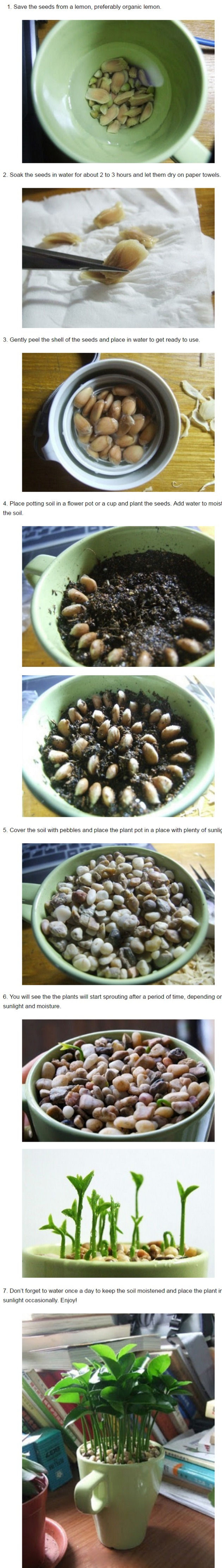 DIY: How To Grow A Lemon Tree In A Cup - picture 2