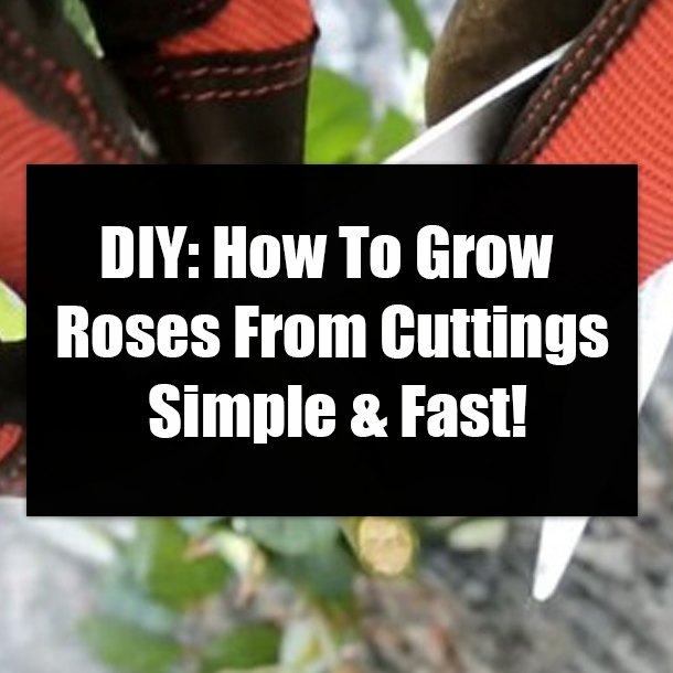 DIY: How To Grow Roses From Cuttings Simple & Fast!