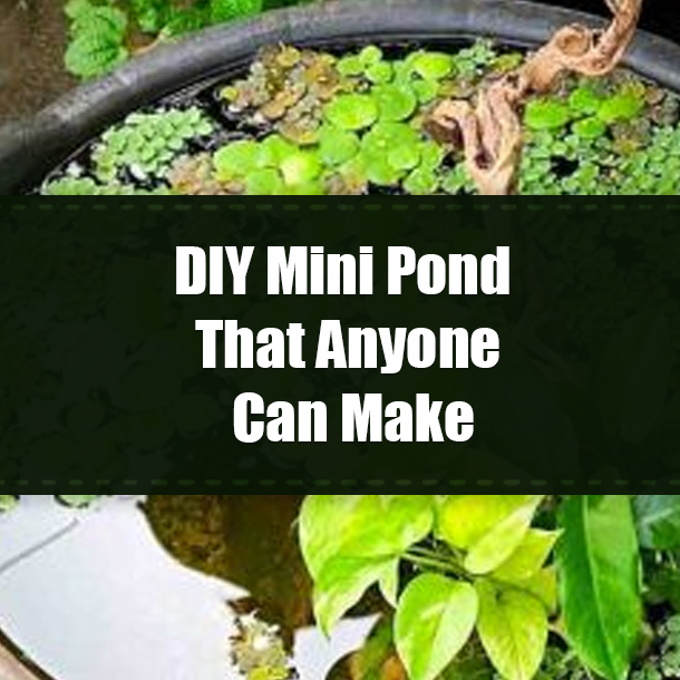 DIY Mini Pond That Anyone Can Make