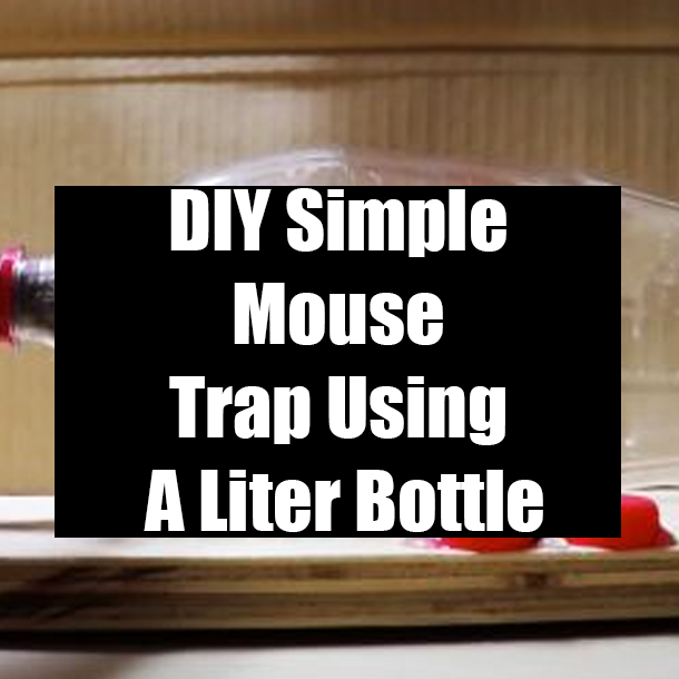 DIY Simple Mouse Trap Using A Liter Bottle