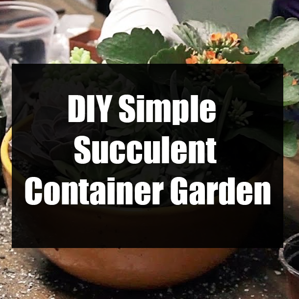 DIY Simple Succulent Container Garden