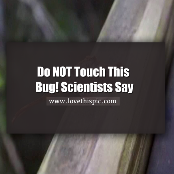 Do NOT Touch This Bug! Scientists Say