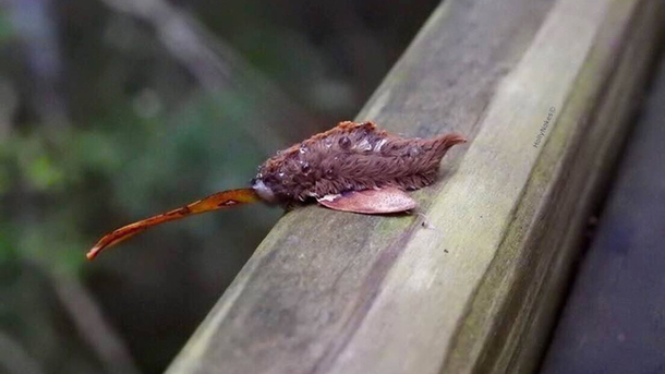 Do NOT Touch This Bug! Scientists Say - picture 2