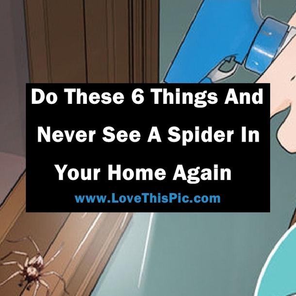 Do These 6 Things And Never See A Spider In,Your Home Again