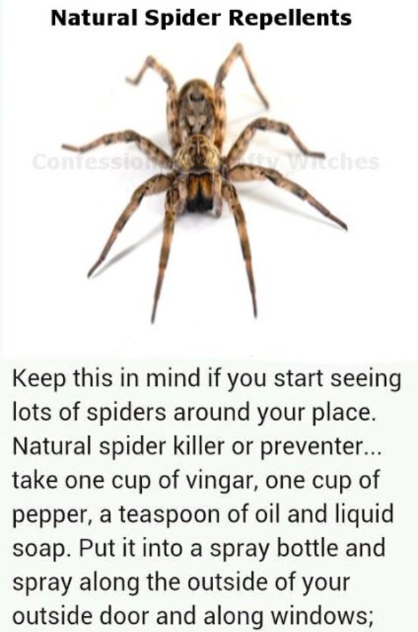 Do These 6 Things And Never See A Spider In,Your Home Again - picture 2