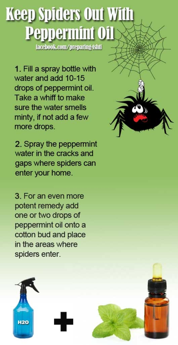 Do These 6 Things And Never See A Spider In,Your Home Again - picture 3
