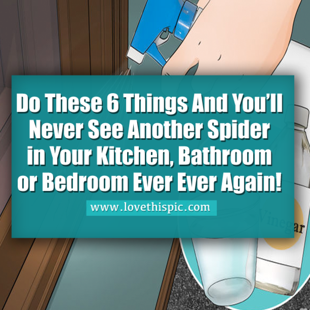 Do These 6 Things And You’ll Never See Another Spider in Your Kitchen, Bathroom or Bedroom Ever Ever Again!