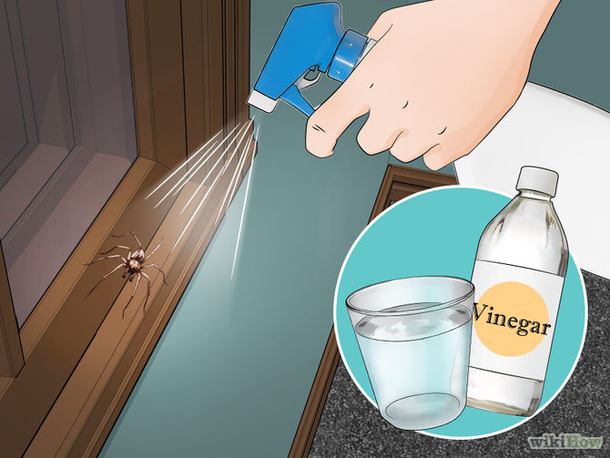 Do These 6 Things And You’ll Never See Another Spider in Your Kitchen, Bathroom or Bedroom Ever Ever Again! - picture 2