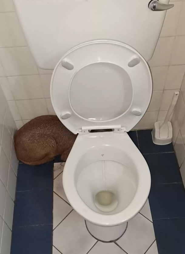 Dock worker is frozen in shock when he sees what’s hiding in the bathroom - picture 2