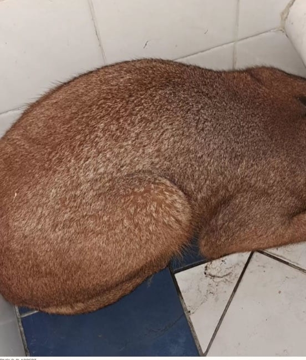 Dock worker is frozen in shock when he sees what’s hiding in the bathroom - picture 3