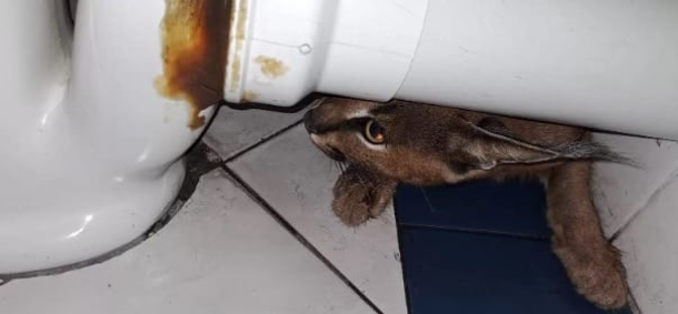 Dock worker is frozen in shock when he sees what’s hiding in the bathroom - picture 4