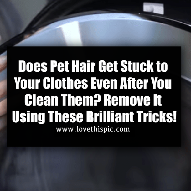 Does Pet Hair Get Stuck to Your Clothes Even After You Clean Them? Remove It Using These Brilliant Tricks!