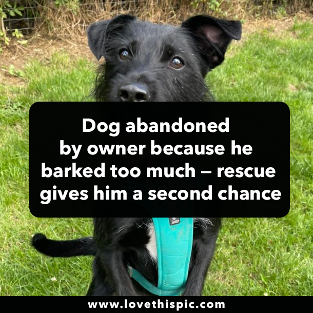 Dog abandoned by owner because he barked too much — rescue gives him a second chance