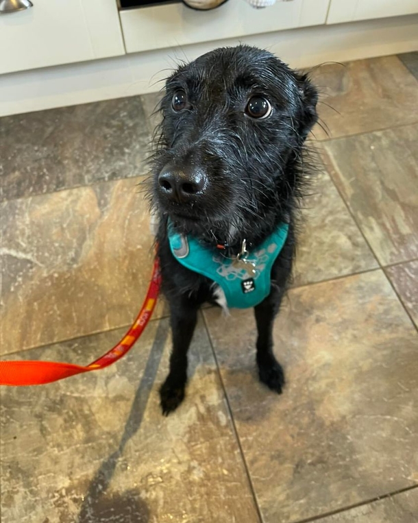 Dog abandoned by owner because he barked too much — rescue gives him a second chance - picture 2