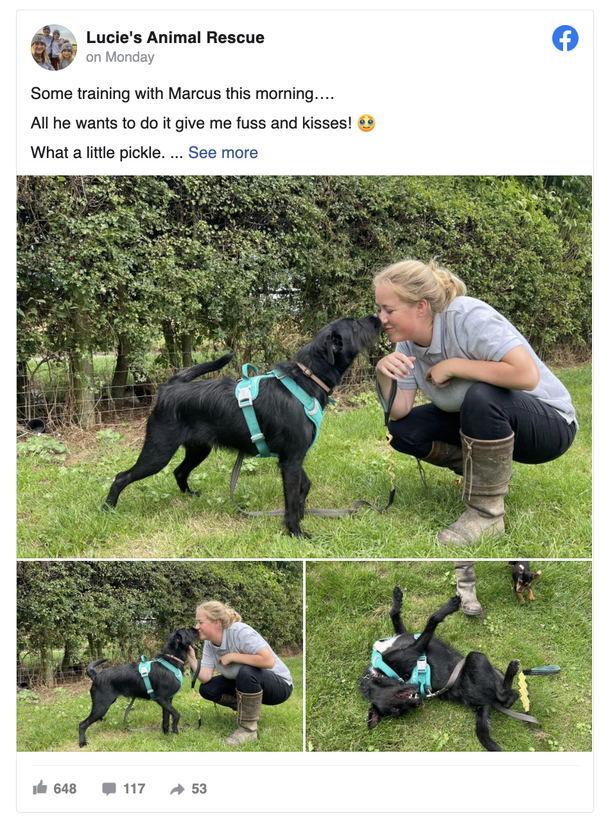 Dog abandoned by owner because he barked too much — rescue gives him a second chance - picture 4