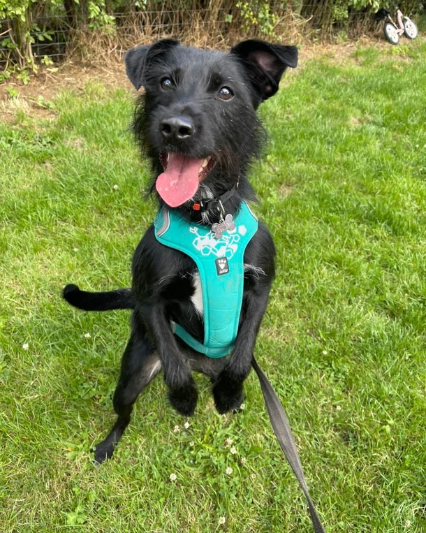 Dog abandoned by owner because he barked too much — rescue gives him a second chance - picture 5