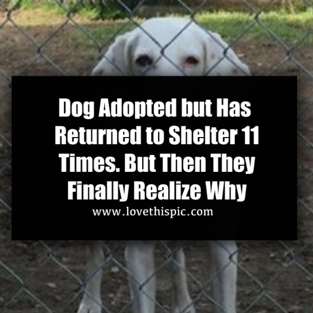 Dog Adopted but Has Returned to Shelter 11 Times. But Then They Finally Realize Why