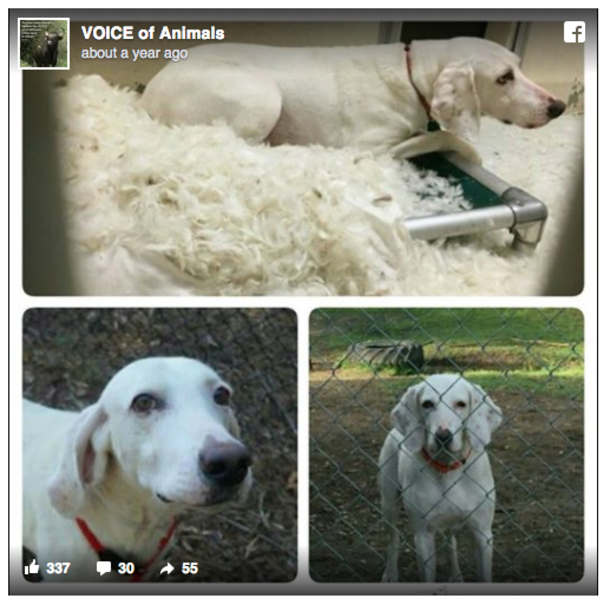 Dog Adopted but Has Returned to Shelter 11 Times. But Then They Finally Realize Why - picture 2
