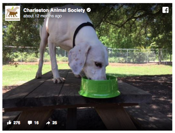 Dog Adopted but Has Returned to Shelter 11 Times. But Then They Finally Realize Why - picture 3
