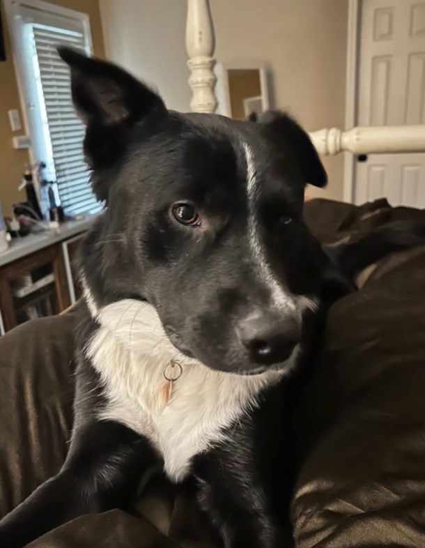 Dog alerts sleeping family up in the middle of the night — saves teen’s life from stroke - picture 2