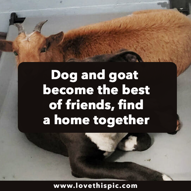 Dog and goat become the best of friends, find a home together