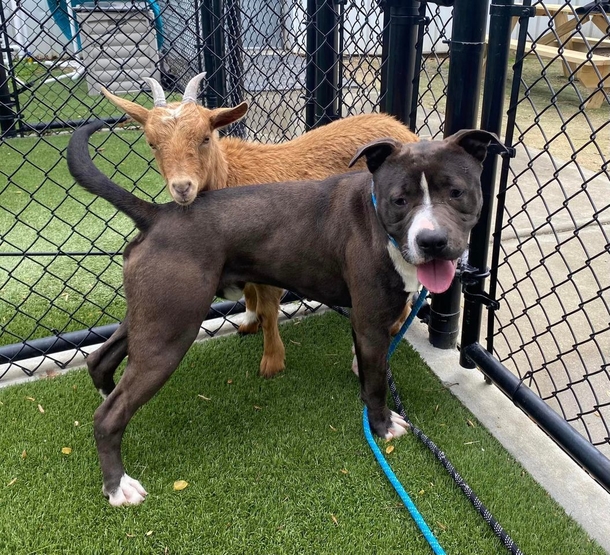 Dog and goat become the best of friends, find a home together - picture 2