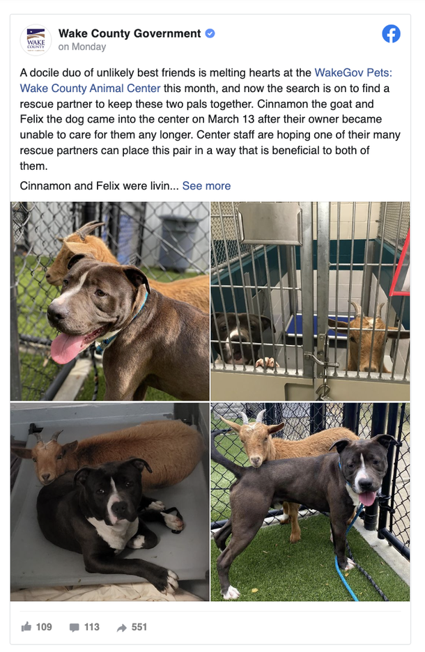 Dog and goat become the best of friends, find a home together - picture 3