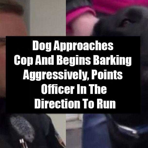 Dog Approaches Cop And Begins Barking Aggressively, Points Officer In The Direction To Run