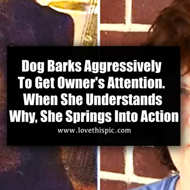 Dog Barks Aggressively To Get Owner's Attention. When She Understands Why, She Springs Into Action