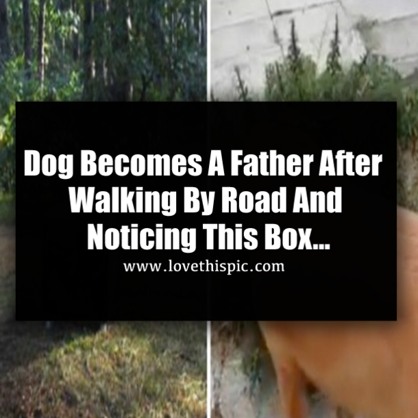 Dog Becomes A Father After Walking By Road And Noticing This Box...