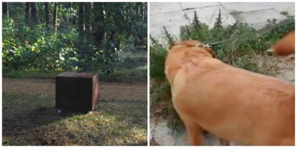Dog Becomes A Father After Walking By Road And Noticing This Box... - picture 2