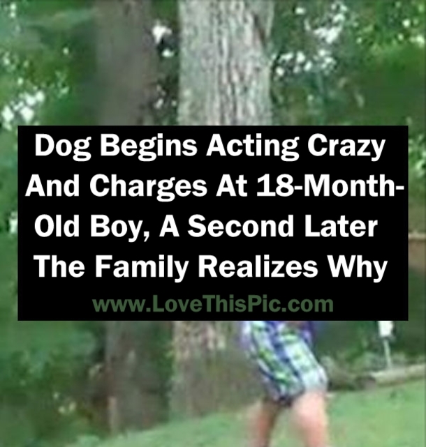 Dog Begins Acting Crazy And Charges At 18-Month-Old Boy, A Second Later The Family Realizes Why