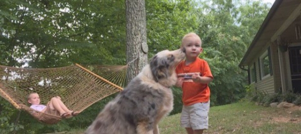Dog Begins Acting Crazy And Charges At 18-Month-Old Boy, A Second Later The Family Realizes Why - picture 2
