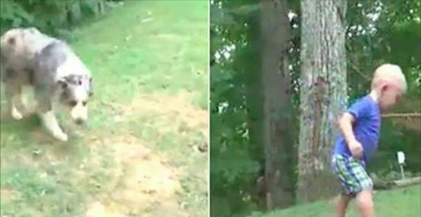Dog Begins Acting Crazy And Charges At 18-Month-Old Boy, A Second Later The Family Realizes Why - picture 3