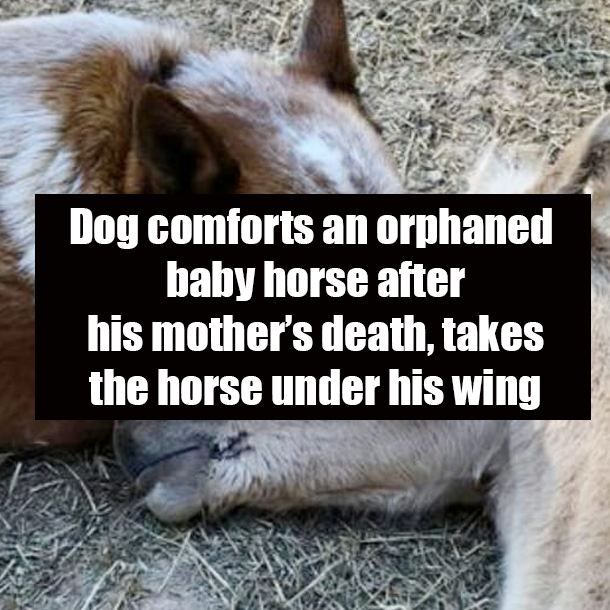Dog comforts an orphaned baby horse after his mother’s death, takes the horse under his wing