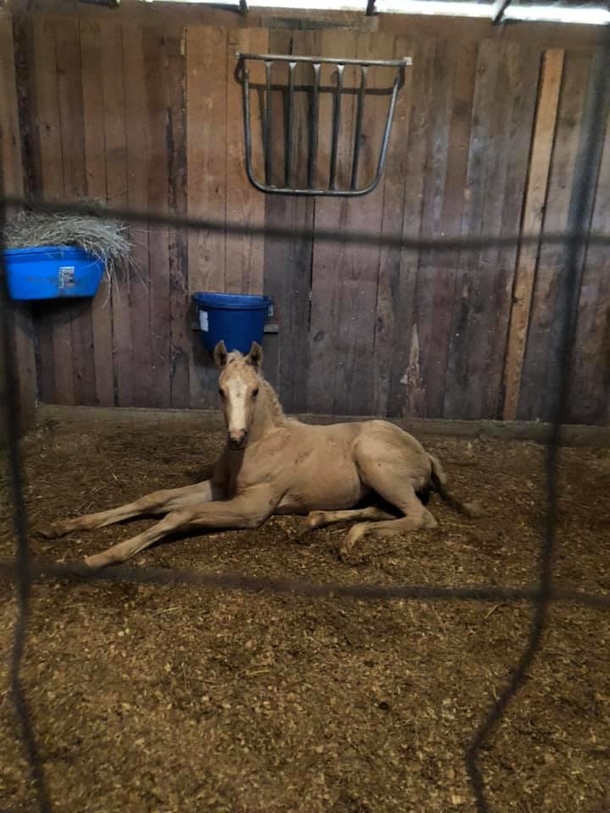 Dog comforts an orphaned baby horse after his mother’s death, takes the horse under his wing - picture 2