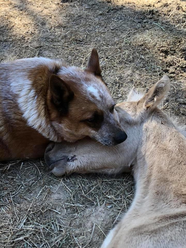 Dog comforts an orphaned baby horse after his mother’s death, takes the horse under his wing - picture 3