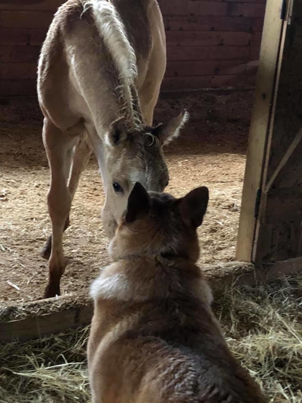 Dog comforts an orphaned baby horse after his mother’s death, takes the horse under his wing - picture 4