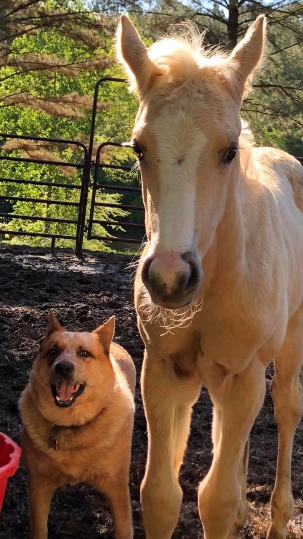 Dog comforts an orphaned baby horse after his mother’s death, takes the horse under his wing - picture 5