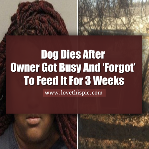 Dog Dies After Owner Got Busy And ‘Forgot’ To Feed It For 3 Weeks
