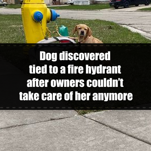 Dog discovered tied to a fire hydrant after owners couldn’t take care of her anymore