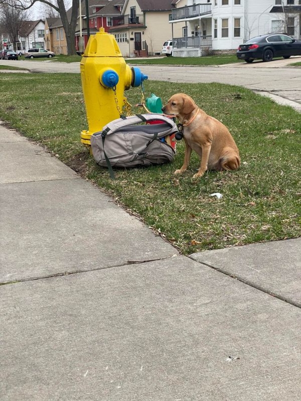 Dog discovered tied to a fire hydrant after owners couldn’t take care of her anymore - picture 2