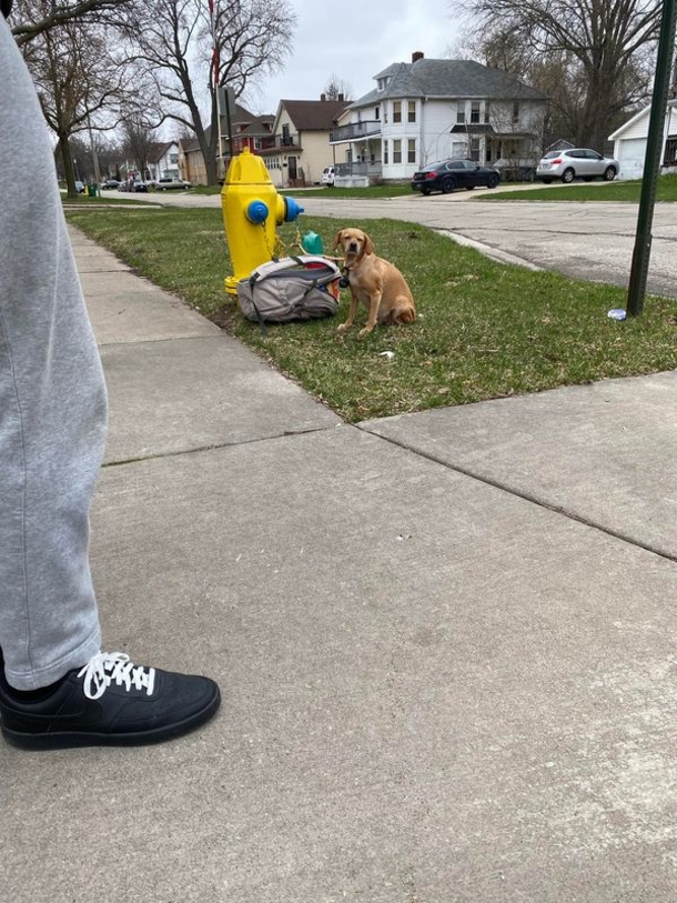 Dog discovered tied to a fire hydrant after owners couldn’t take care of her anymore - picture 3