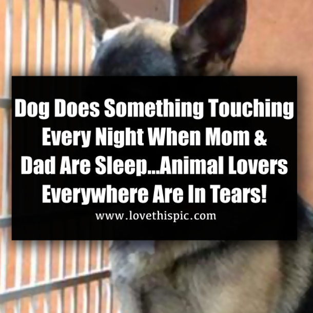 Dog Does Something Touching Every Night When Mom & Dad Are Sleep...Animal Lovers Everywhere Are In Tears!